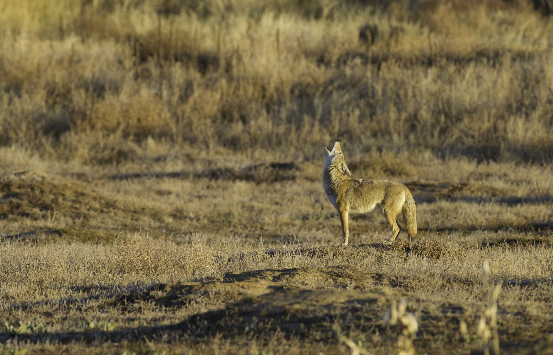 Illinois could be the 11th state to ban wildlife killing contests ...