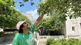 Serviceberries are commonly used as landscaping trees on college campuses. Ross Gay picks berries in a courtyard on the campus of Indiana University in 2024.