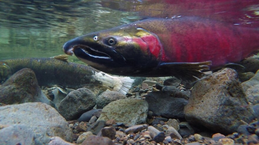 Sockeye salmon in stream.