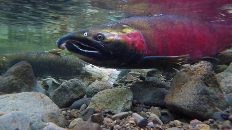  Sockeye salmon in stream.