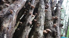 Shiitake mushrooms grow on logs stacked up under a grove of pine trees at the Ozark Forest Mushrooms farm near Salem, Missouri.