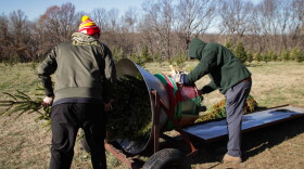 Connor Norris (L) used to work at Christmas Ranch as a teen. Now an adult, he still comes back to buy his trees.