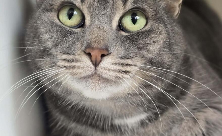 A gray cat with green eyes is looking upward. 