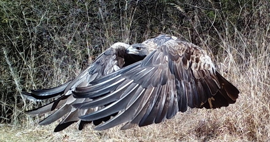 Athena the golden eagle in flight around Bernheim Forest. 