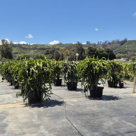 The Shulman Dragon Fruit Farm in Moorpark