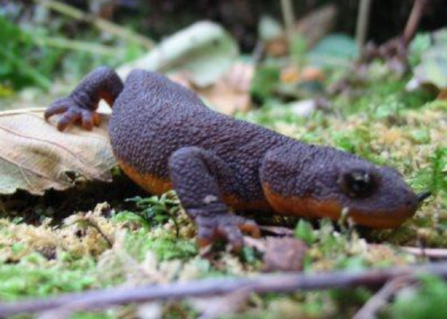 The Crater Lake "mazama newt" is an endangered species.