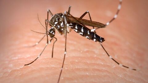 Mosquito bite