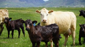 Moo cows call the Andrus family farm home.