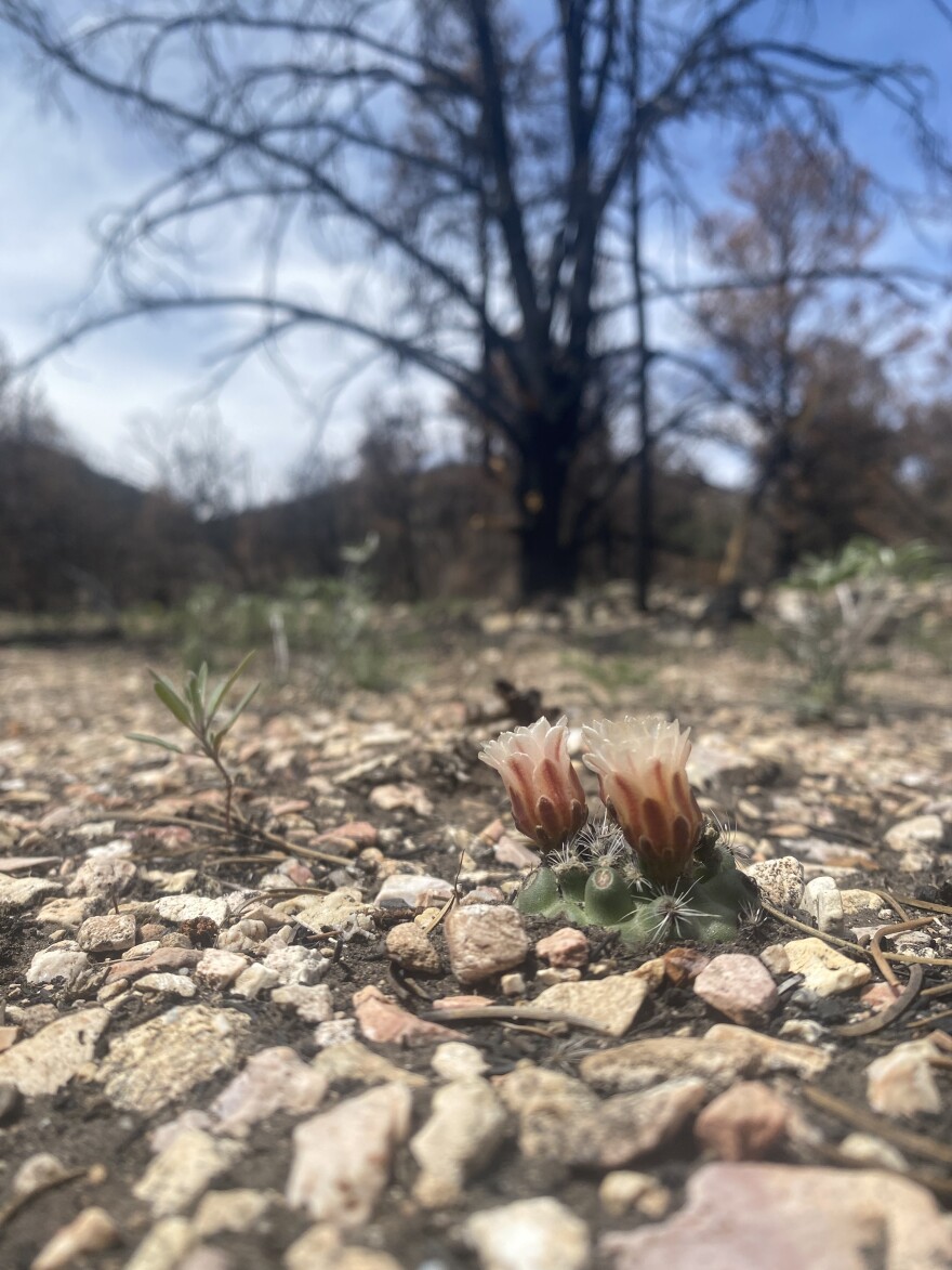 Paradine plains cactus