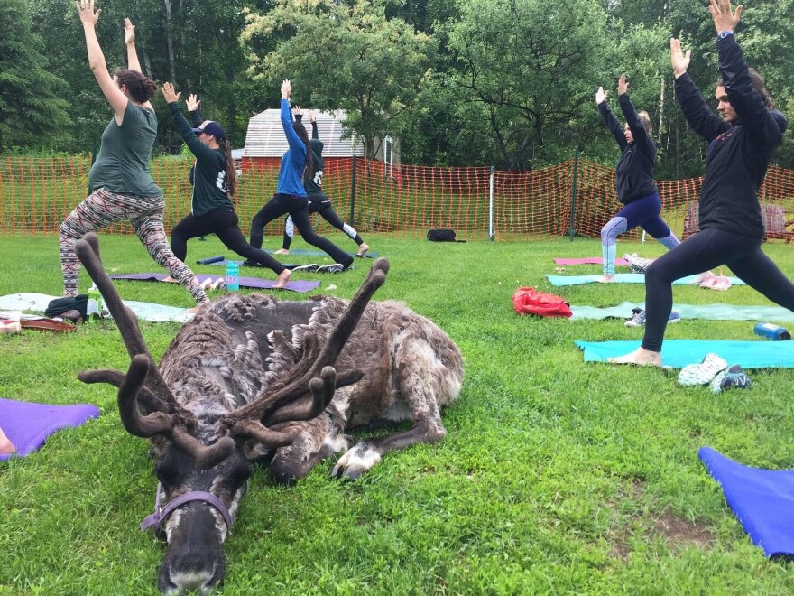 Rocket the reindeer takes a rest during a yoga class at Running Reindeer Ranch in Fairbanks, Alaska.