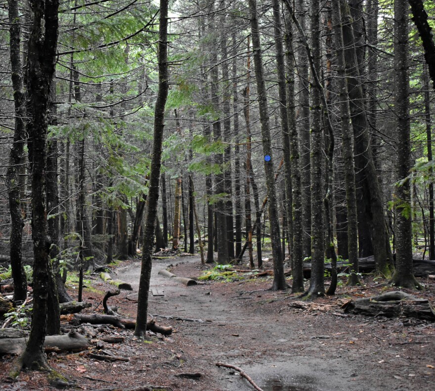 Forest trail