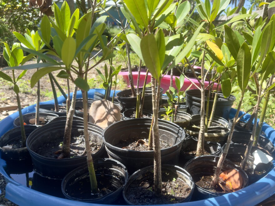 A common misconception about mangrove plants is that they need brackish water to grow. The Sanibel Captiva Conservation Foundation’s Adopt-A-Mangrove Program provides an outlet where residents, regardless of location, can grow a mangrove plant from their home. After, it is returned to the foundation to be planted along the coast.