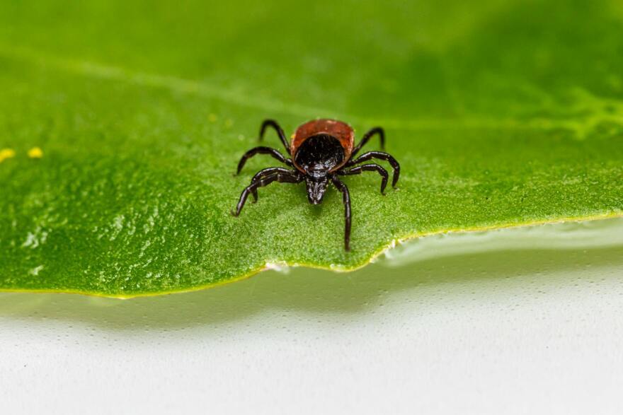 Black legged tick.