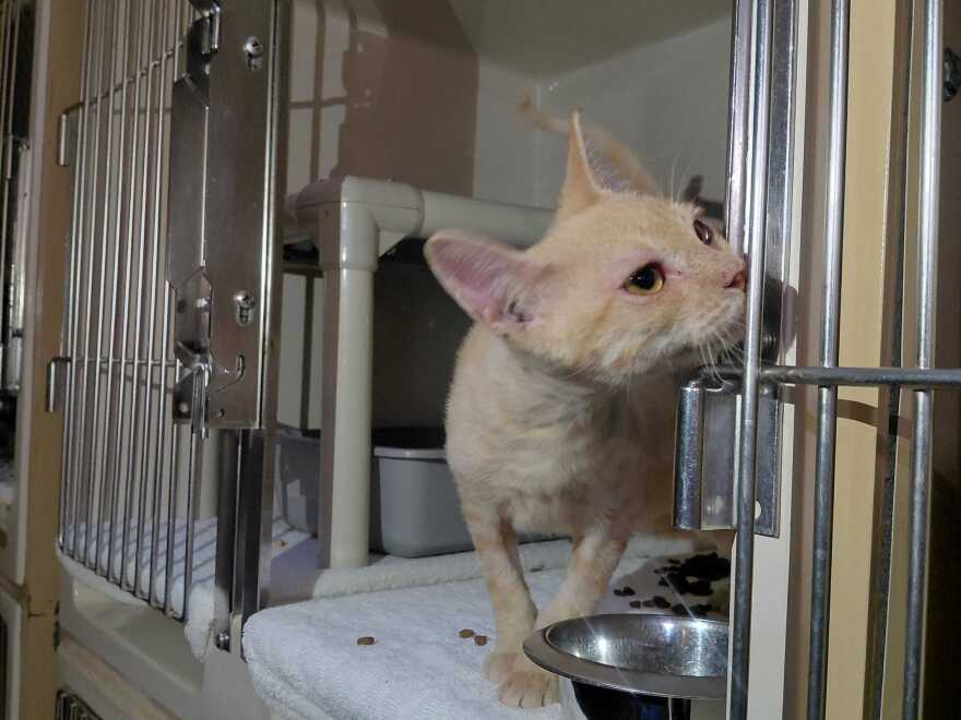 A yellow cat sits inside a cage at the Dallas Humane Society's shelter. 