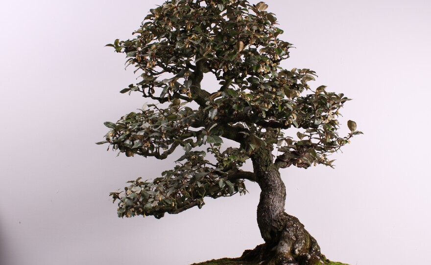The silverberry was created by a female bonsai artist, Kiyoko Hatanaka, in 1946. Female bonsai artists were historically less common than male ones, which makes this tree rare. It was stolen on Sunday from a museum just outside Seattle.