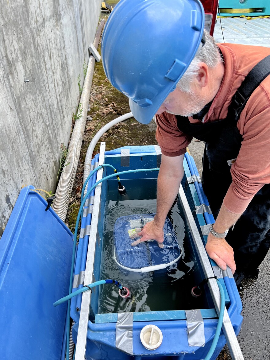  Scientist Bob Mueller checks to see if the lamprey tags work before they release the fish into the Snake River.