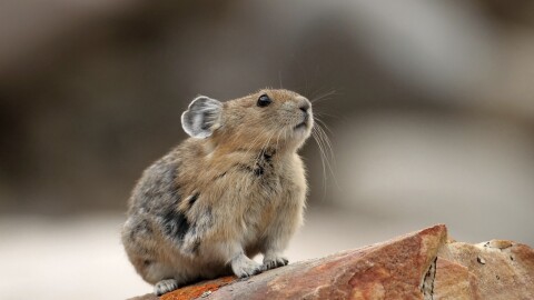 A small furry creature with round ears, whiskers and gray-brown fur perches on a red rock next to a patch of bright orange lichen.