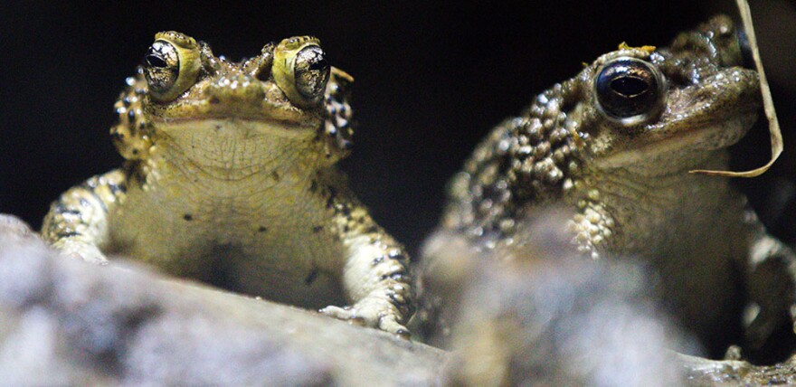 A pair of Puerto Rico's Crested Toads photographed at Lansing's Potter Park Zoo. 