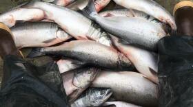 Silver salmon fills the bottom of a boat during a subsistence opening in August 2016 near Bethel.