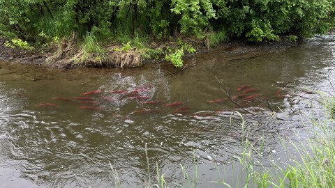 Sockeye salmon navigating back to their natal streams in a tributary of Lake Aleknagik.