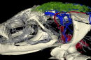 A microCT scan showing the skulls and vasculature of the Japanese common toad, Bufo japonicus.