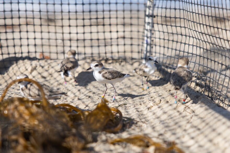 Some of the Western Snowy Plovers released at the UCSB Coal Oil Point Natural Preserve Tuesday.