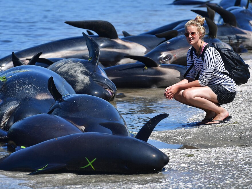 A bystander looks at a row of dead pilot whales after the mass stranding at Farewell Spit, on New Zealand's South Island, on Saturday.