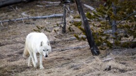 In this April 6, 2016, file photo provided by the Yellowstone National Park Service, a white wolf walks in Yellowstone National Park, in Wyo. (Neal Herbert/Yellowstone National Park via AP)