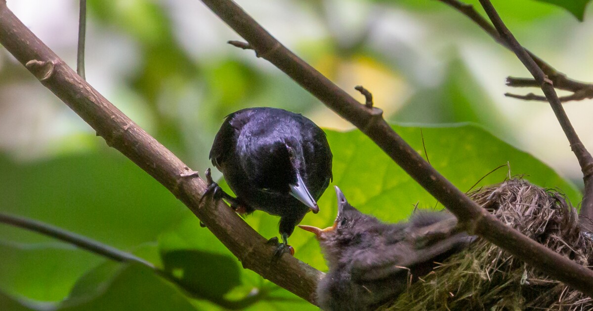 Pacific News Minute : Des scientifiques se lancent dans une course pour sauver un oiseau de Polynésie française en voie de disparition