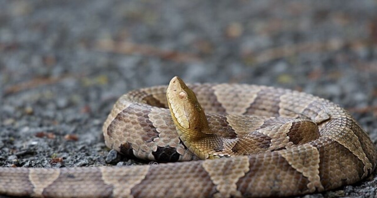 A rainy summer could draw out more snakes. Here's how to avoid a bite.