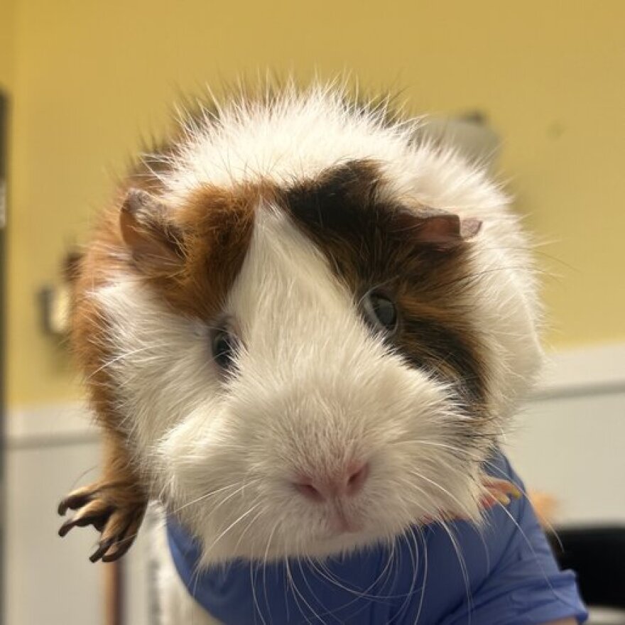 Tofu “The Guinea Pig”