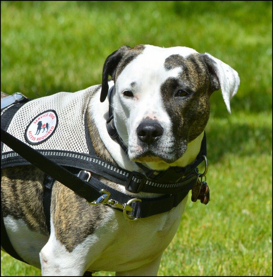 Service dog with brown and white spots