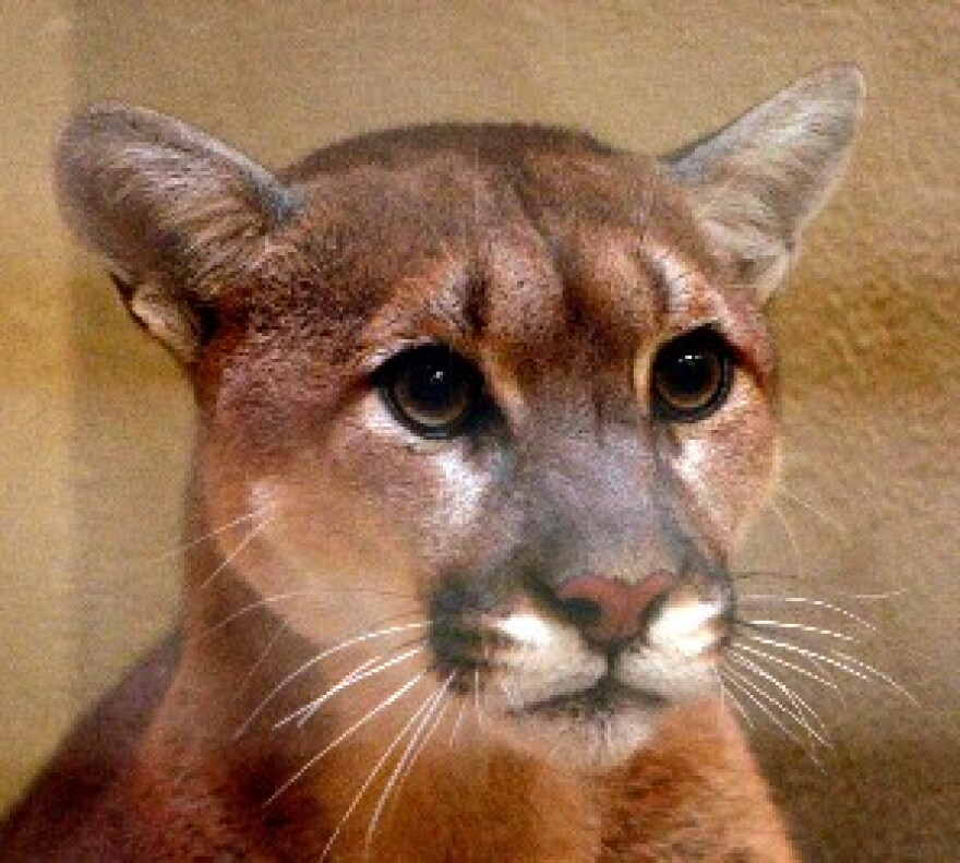 The Tulsa Mountain Lion
