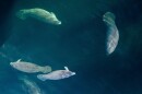 a group of manatees swims in a swirl in the deep blue water at Wakulla Springs 