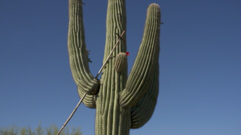Saguaro harvest file