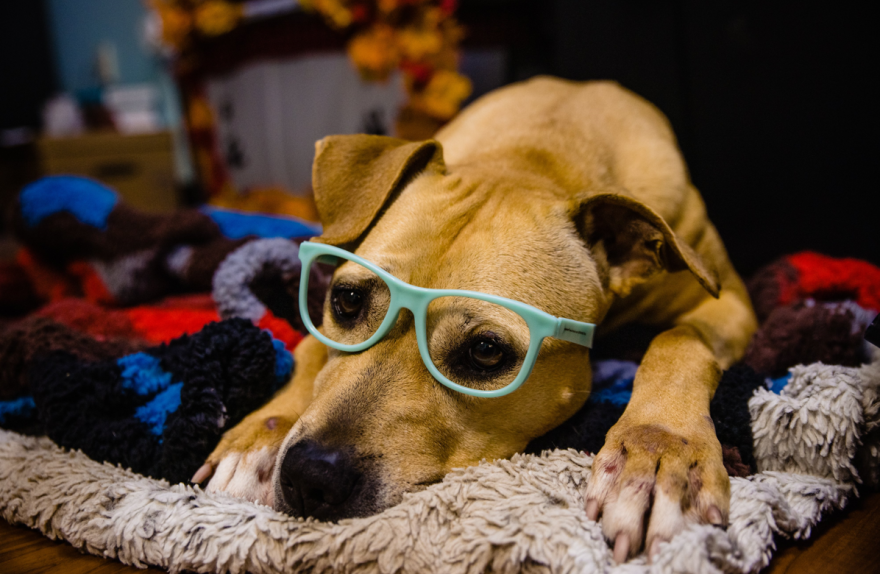Photo: Orange County Animal Services 