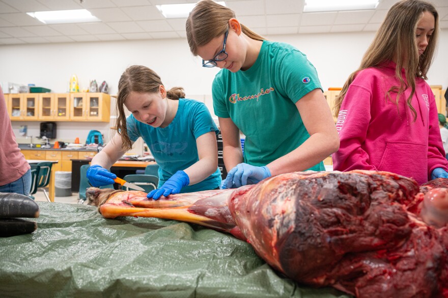 Two girls pull meat off of a Moose leg bone.