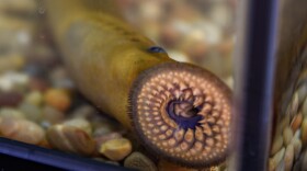 A sea lamprey in an aquarium at the Great Lakes Fishery Commission.