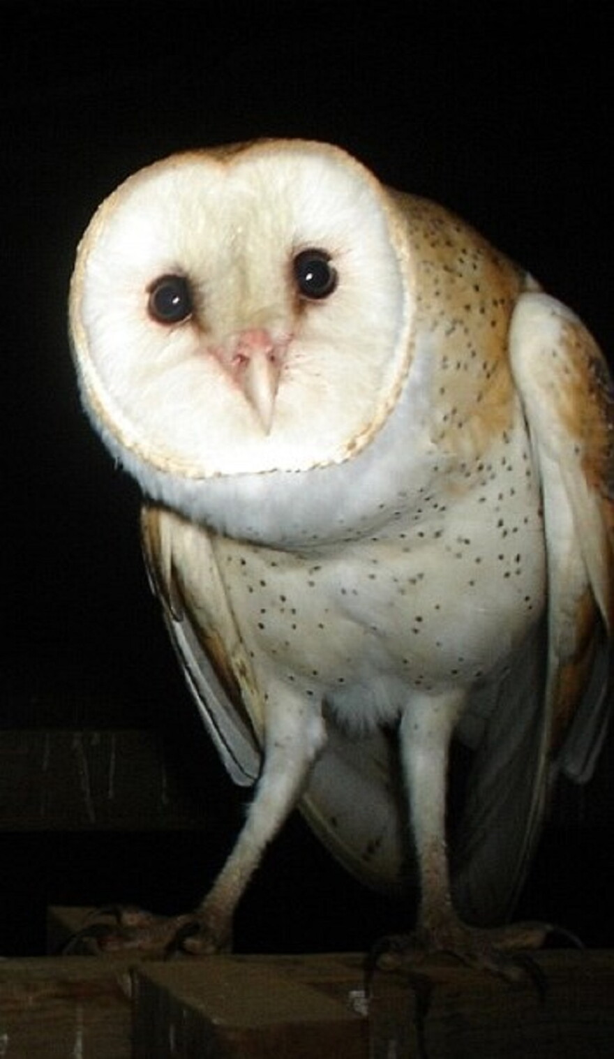 State Fish and Wildlife Resources officials give a hoot about public input for an update to the state wildlife action plan, the last of which produced valuable information about the barn owl, shown here.