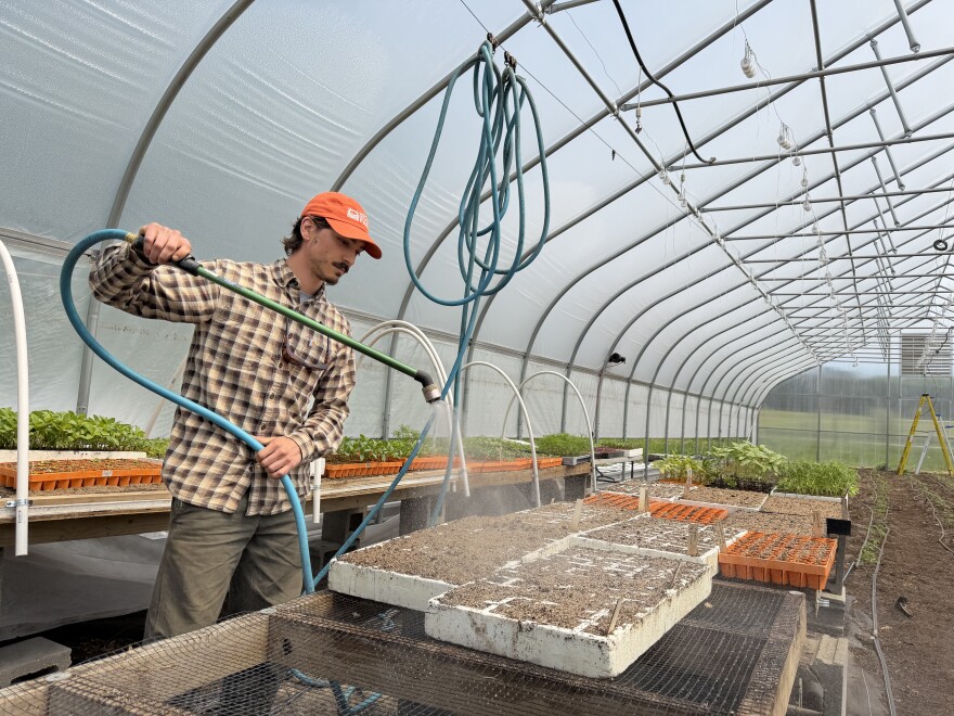 Student farmer Troy Saruna waters seedlings in the greenhouse at the Great Lakes Incubator Farm. (Photo: Vivian La/IPR News)