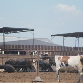 Cattle move toward the shade on a hot day at a dairy in Meade County Kansas.