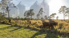 Developers and a church have sued Sarasota County over its effort to stop Live Local projects in rural areas, setting up a court fight over the reach of Florida's affordable housing law.