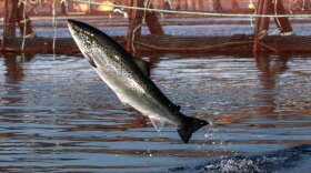 For decades, Washington has had eight Atlantic salmon farms. After one was destroyed in an accident last summer, the state has decided to kick the rest of them out.