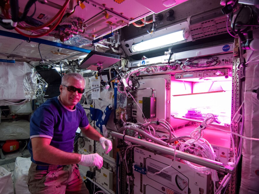 Astronaut Steve "Swanny" Swanson tends to lettuce plants growing at the International Space Station that may one day make it into his salad.