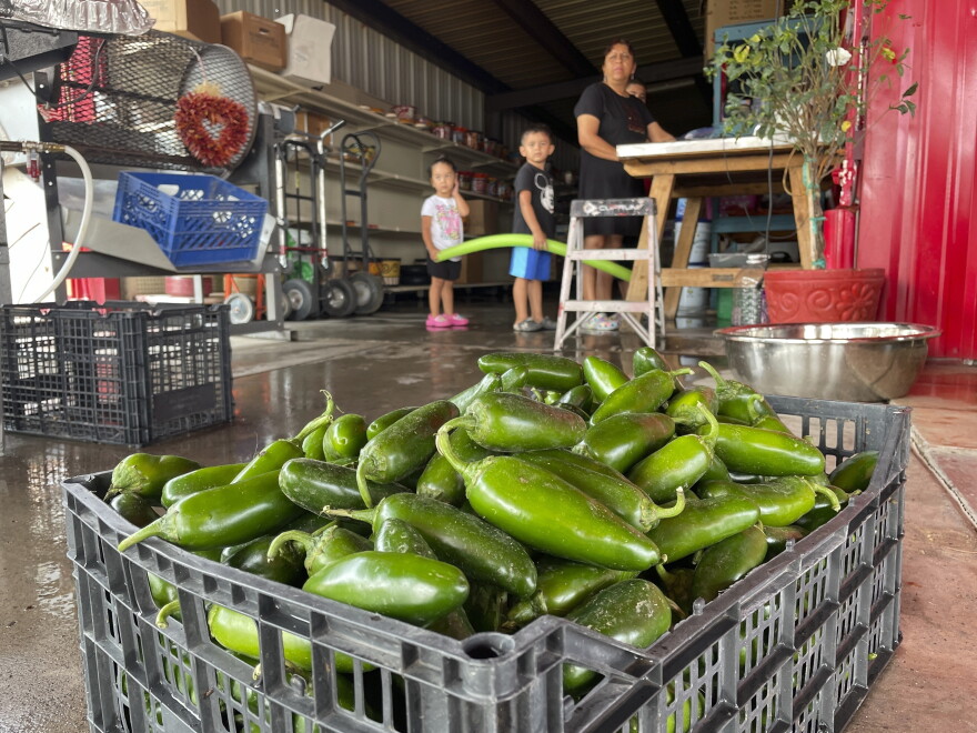 FILE - A basket of fresh harvested green chile waiting to be roasted at Grajeda Hatch Chile Market is seen in Hatch, N.M., on July 12, 2012. New Mexico produced more than 53,000 tons of its most famous crop during the last growing season in 2022, meaning more chile peppers found their way into salsas and onto dinner plates than the previous year. (AP Photo/Susan Montoya Bryan, File)