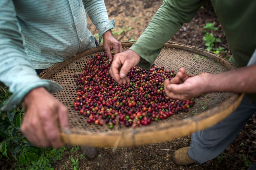 Farmers check coffee beans handpicked at their farm located in Forquilha do Rio, municipality of Dores do Rio Preto, Espirito Santo, Brazil.