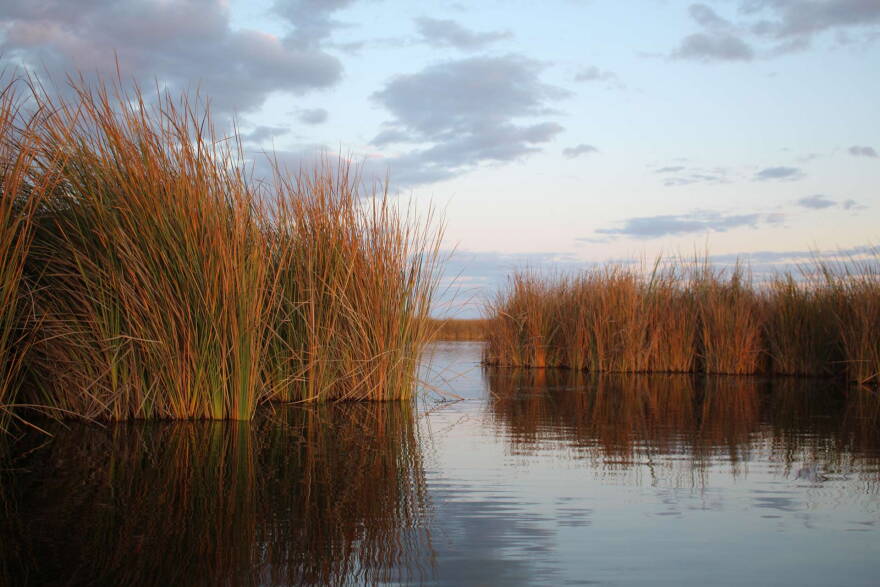 accidental wetland 1