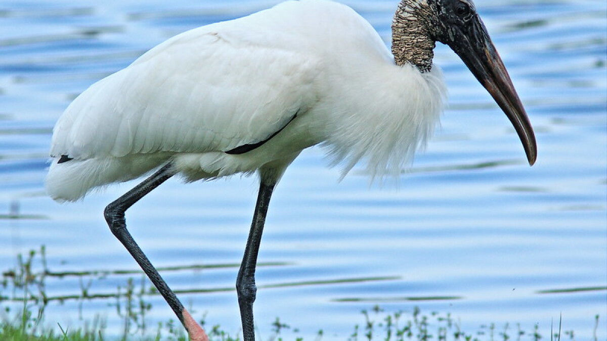 Wood Storks: the good, the bad, and the ugly - Vimarsana News