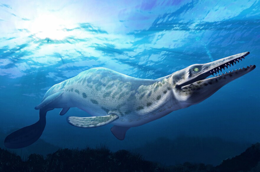 The mosasaur is an extinct marine reptile that first lived almost 100 million years ago. It had a long, barrel-shaped body; paddle-like flippers; and a large, heavy skull. It grew up to 50 feet long and weighed roughly 15 tons.