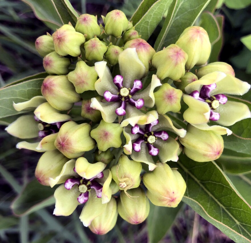 A green milkweed blooms on the Mushrush ranch, and a carefully camouflaged spider awaits a meal. Prairie plants and wildlife are losing habitat to the Green Glacier.